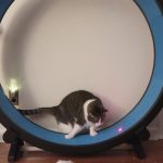 Training The Cats To Use An Exercise Wheel