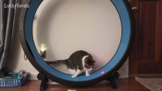 cat exercise wheel