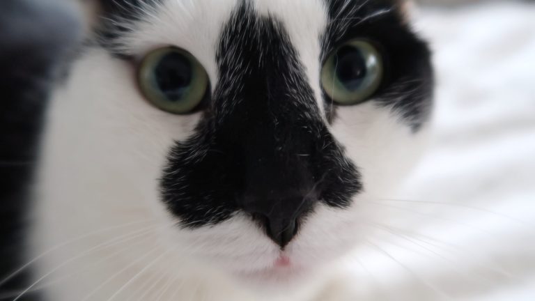 super cute cat splash