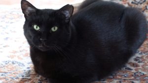 beautiful boo black cat