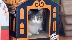 cat in cardboard house