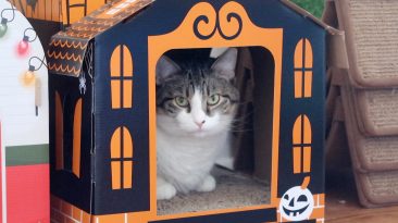 cat in cardboard house