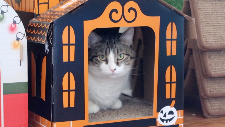 cat in cardboard house