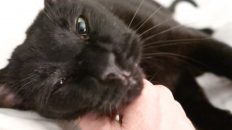 black cat getting pets
