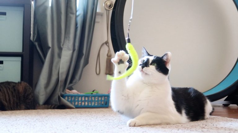 cat playing with worm wand toy