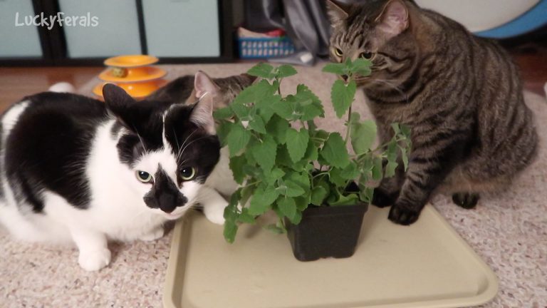 Cats Alone With Catnip