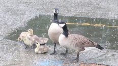 Cutest Goose Family