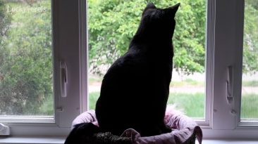 black cat in window