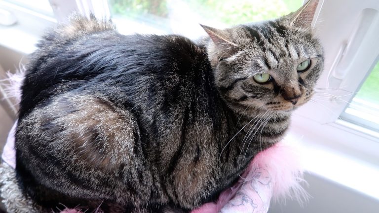 tabby cat watching rain