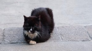 Tuxedo Cat Loaf