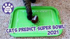 Cats Pick Super Bowl 2021