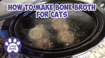 Bone Broth For Cats
