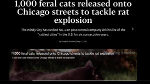Chicago Feral Cats