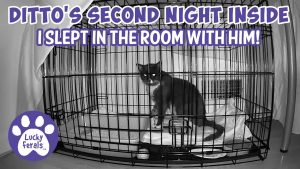 Feral cat's second night inside
