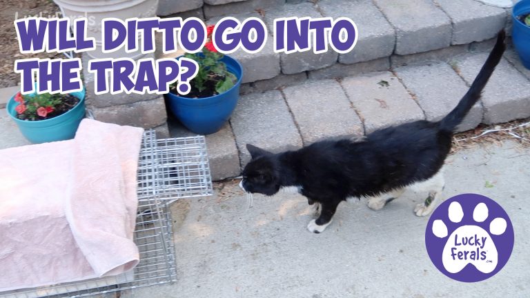 trapping injured feral cat