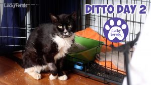 Ditto Day 2 - A New Bed For Ditto - Feral Cat Recovery