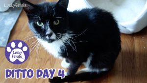 Ditto Day 4 - Feral Cat Recovery, Walking Better, A Snacky Mouse