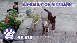 feral kitten family