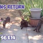 Kittens Return And Fawns Want Breakfast S6 E14