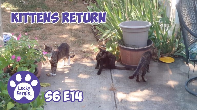 kittens return